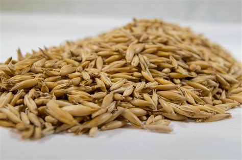 oat malt for sale.